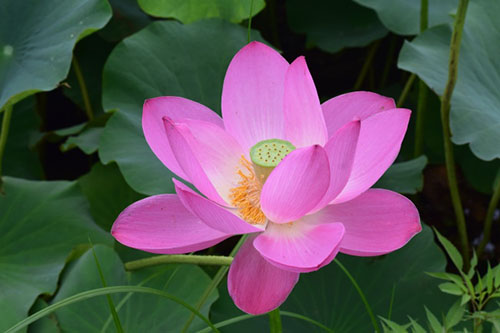 中國(guó)9種香的花：一種會(huì)為你引路，一種提煉的香精比黃金還貴！