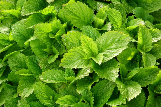 炎炎夏日，聊聊清爽的薄荷想必一定是喜聞樂(lè)見(jiàn)