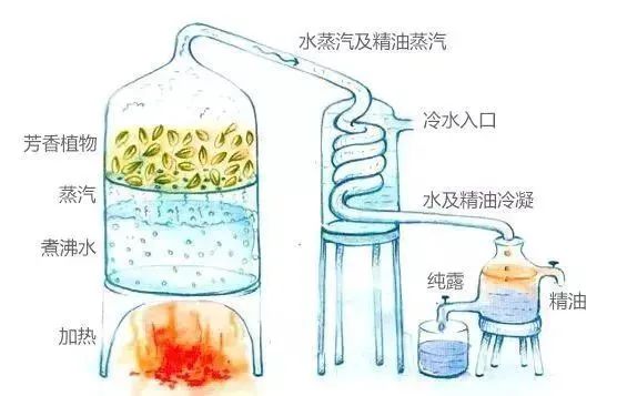 芳香療法，一個(gè)起源于5000年前的神秘學(xué)科