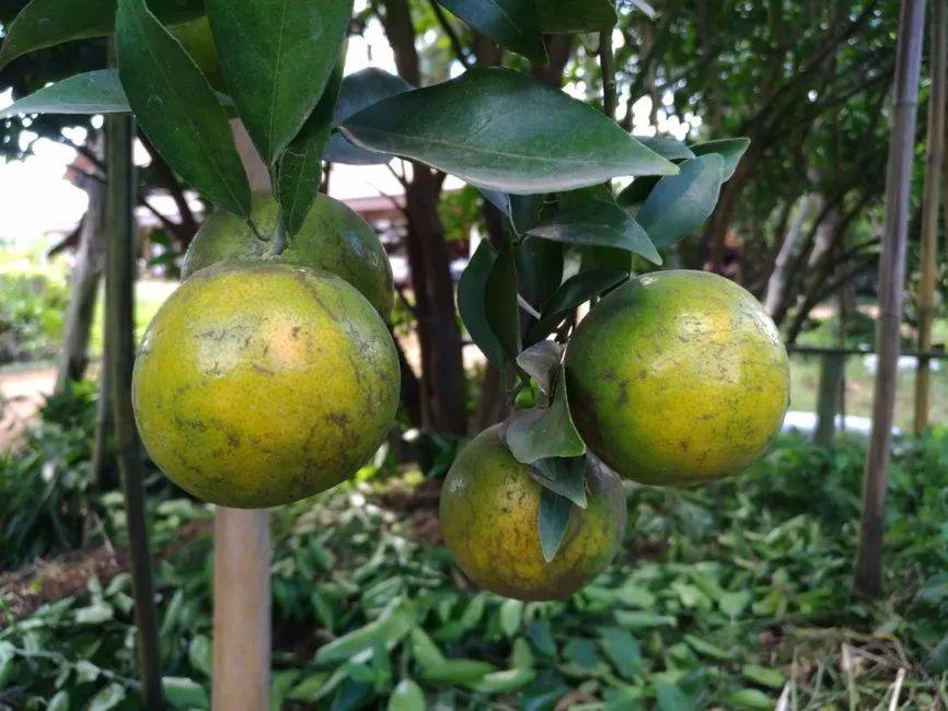 ESG壓力下，合成生物技術(shù)正在改變香精香料行業(yè)