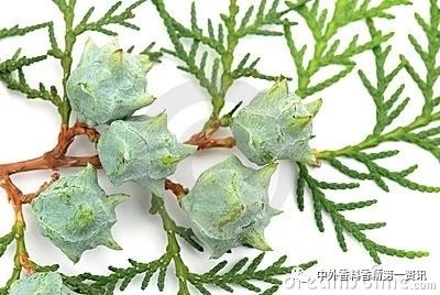 Flavor & Fragrance 文獻(xiàn)綜述：天然香精提取，生產(chǎn)和研究領(lǐng)域的進(jìn)展