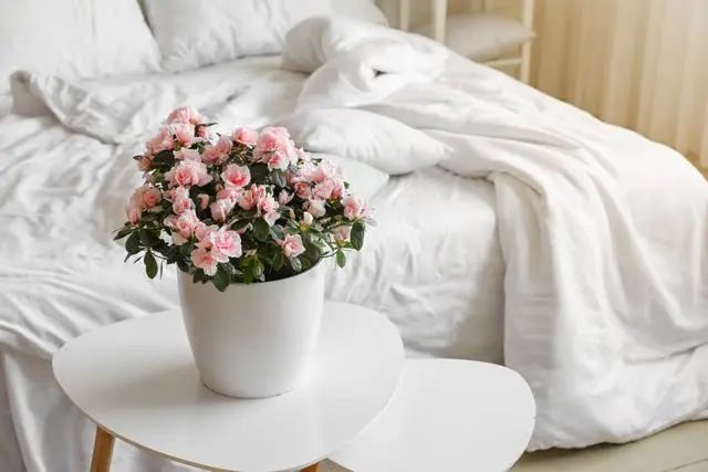 室內(nèi)種植這幾種植物，讓你的房間充滿(mǎn)芳香，凈化空氣，芬芳室內(nèi)