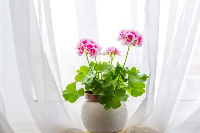 室內(nèi)種植這幾種植物，讓你的房間充滿(mǎn)芳香，凈化空氣，芬芳室內(nèi)