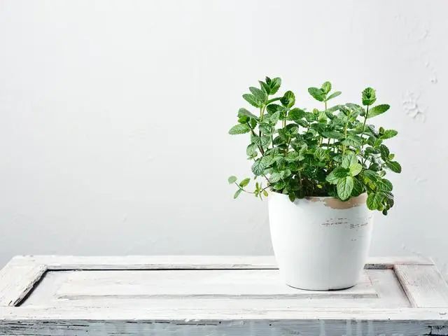 室內(nèi)種植這幾種植物，讓你的房間充滿(mǎn)芳香，凈化空氣，芬芳室內(nèi)