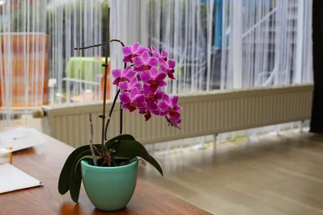 室內(nèi)種植這幾種植物，讓你的房間充滿(mǎn)芳香，凈化空氣，芬芳室內(nèi)
