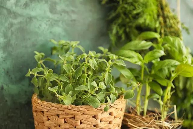 室內(nèi)種植這幾種植物，讓你的房間充滿(mǎn)芳香，凈化空氣，芬芳室內(nèi)