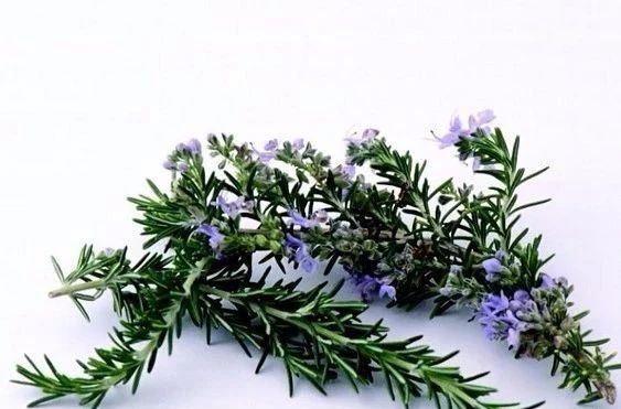 夏天來了，驅(qū)蚊的香料有哪些